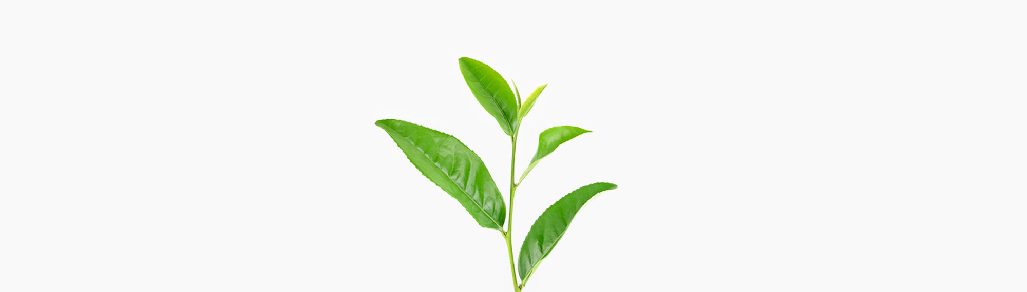 🌱︎ Grünteepflanze