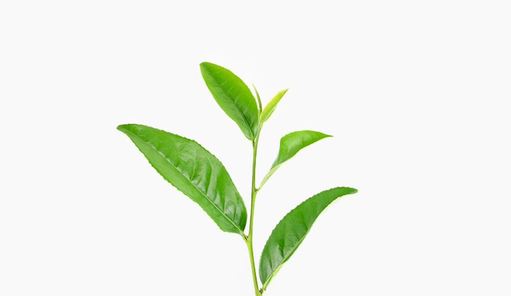 🌱︎ Grünteepflanze
